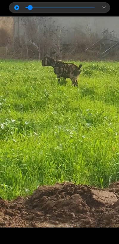 90k ki dono 1 kg dood dy rhi hai