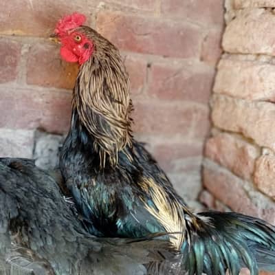 Burmi pokoya Bird for sale