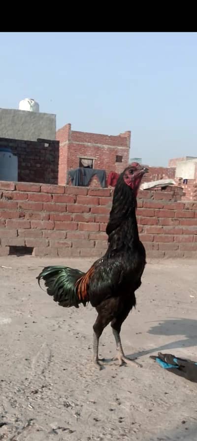 Dragon male black skin patha location Lahore whatsp 03264566951