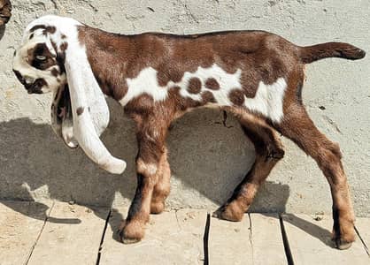 Nagra Beeta bareedar Female  Jori