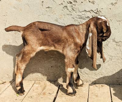 Nagra Beeta bareedar Female