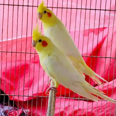 Cream Cockatiel And Budgies Top Quality