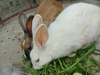 1  white male rabbit 2 female white and white brown