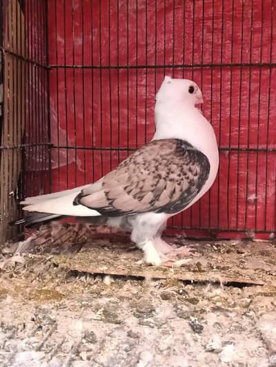 3. kali checks available