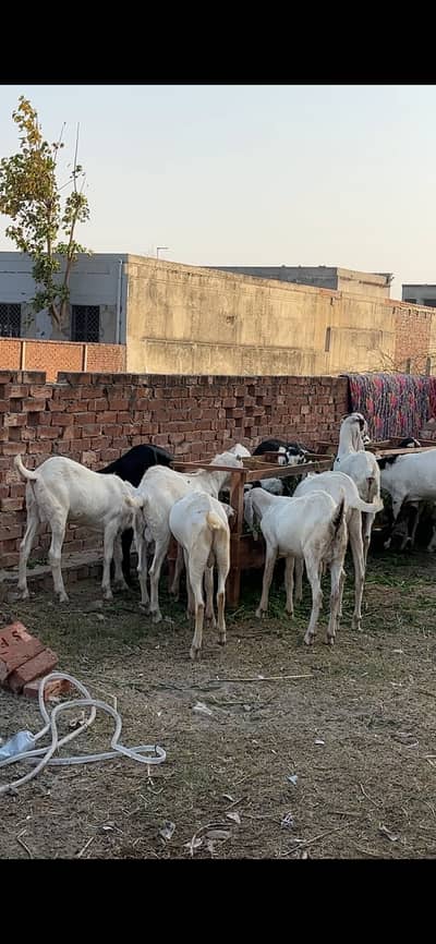 Qurbani goats for sale