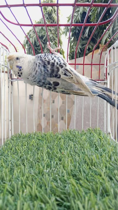 Budgies exchange possible