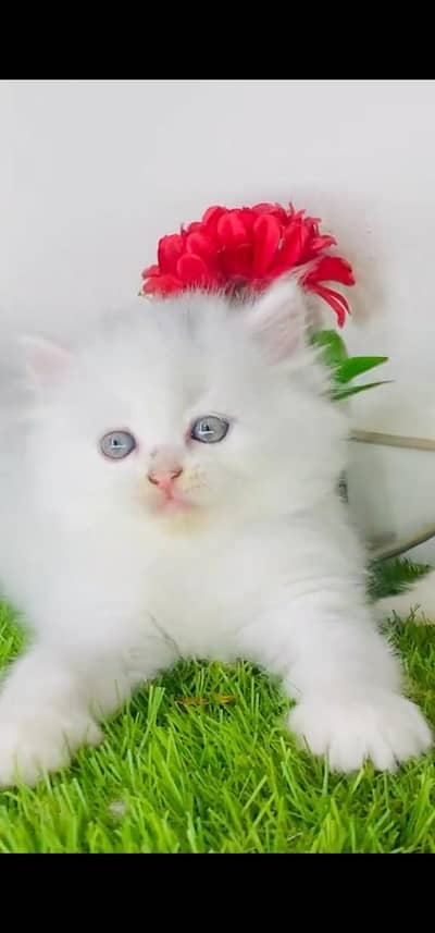 Quality Persian Punch face cat & kitten is 03477878702 WhatsApp