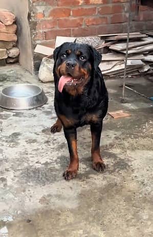 Rottweiler Female / Rott weiler dog / family dog