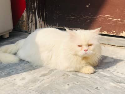 RUSSIAN WHITE MALE IN REASONABLE PRICE