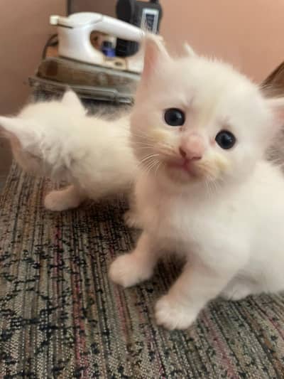 triple coated male kitten contact number 03424921625