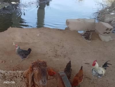 2 male and 5 female golden misri