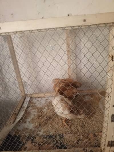 3 chicks for sale with cage only 2000