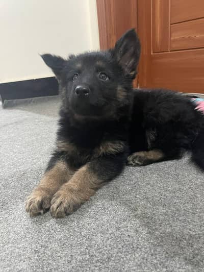 TOP QUALITY GERMAN SHEPHERD