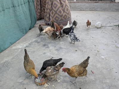 golden misri + other nasal b available ha healthy and active