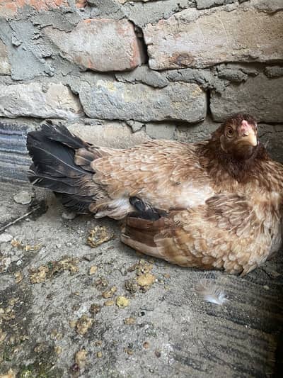 Kiruk Madi Available