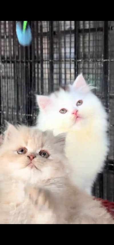 Quality Persian Punch face cat & kitten is 03477878702 WhatsApp