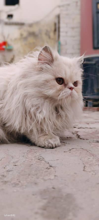 heavy quality female kitten