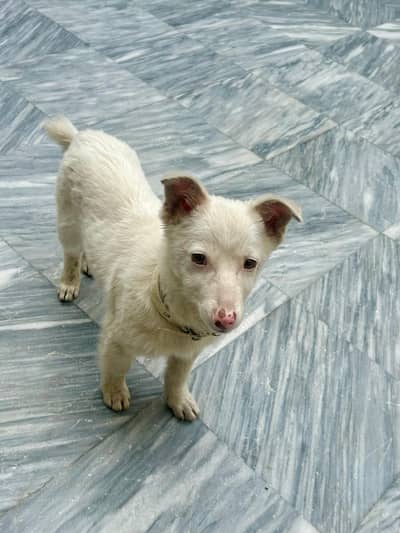 Russian dog pink nose