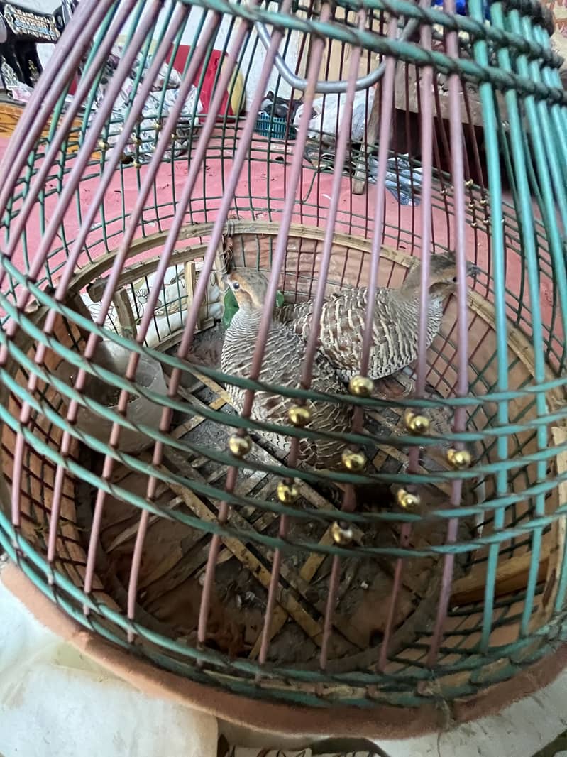 اڇڙا تیتر جوڙو 0