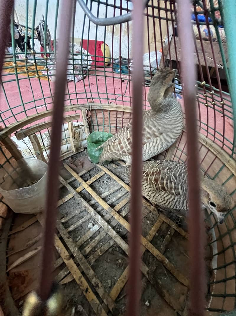 اڇڙا تیتر جوڙو 2