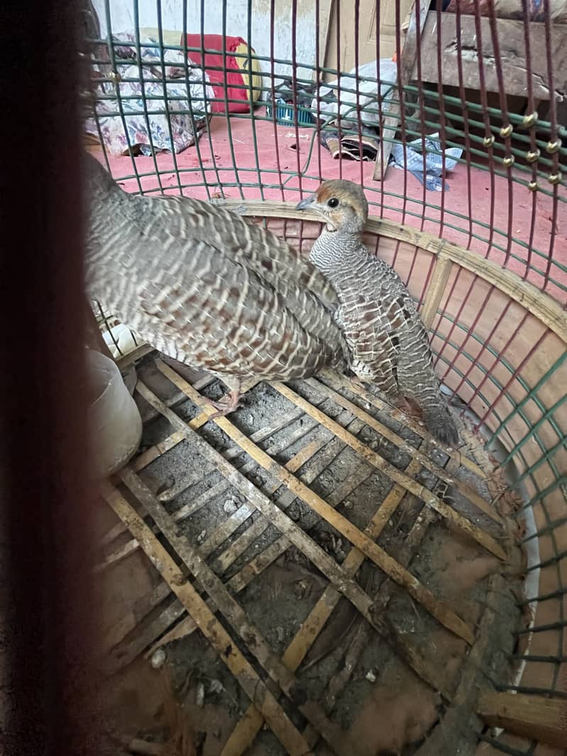 اڇڙا تیتر جوڙو 3