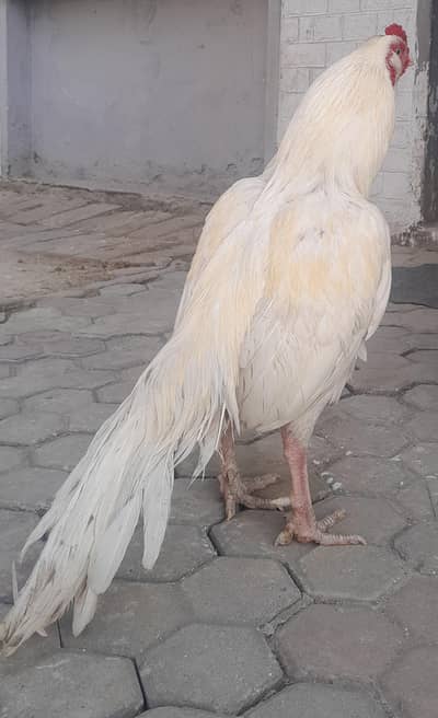 Galwa paper white aseel patha/morga