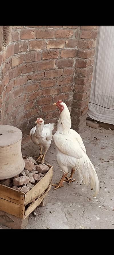 white shamo active and beautiful pair