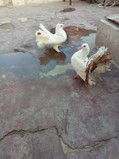 laca pair beautiful pigeons