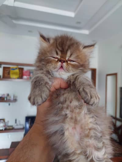 Persian Kitten | Peke Face | Extreme Punch | Cat | Kittens