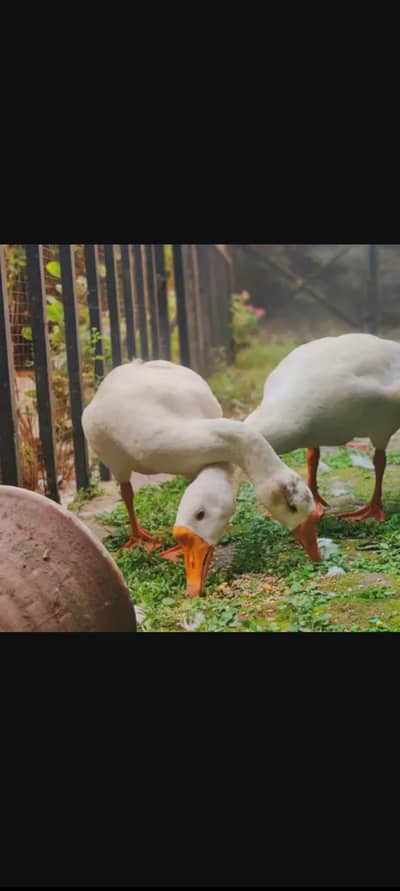 active pair 03184974144 wattsap