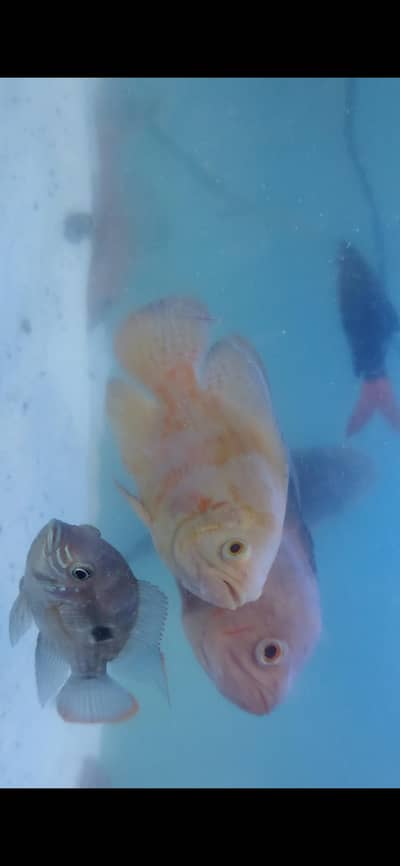 albino Oscar & Tiger oscar