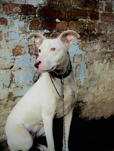 Guitar female pink nose