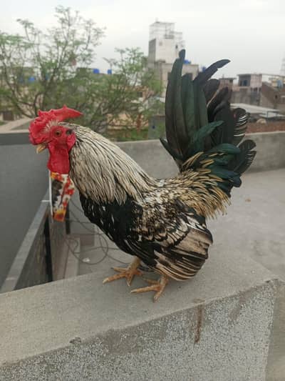 ENGLISH GAME ROSE COMB MALE ZERO SIZE