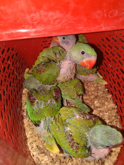 raw ring nack chicks available for sell