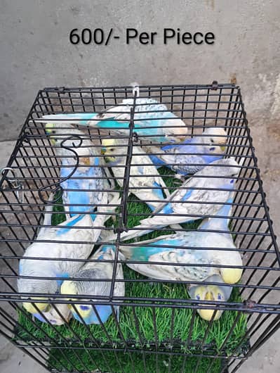 Healthy and active budgies pais