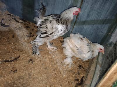 bharama breeder pair