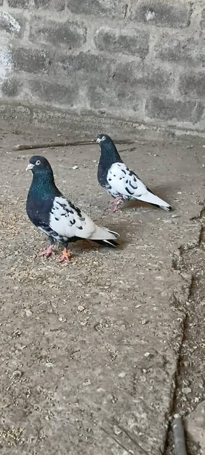 rampuri kabuter pigeon