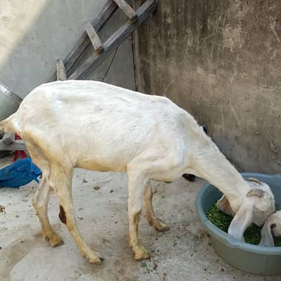 rajan puri goat with femal kid