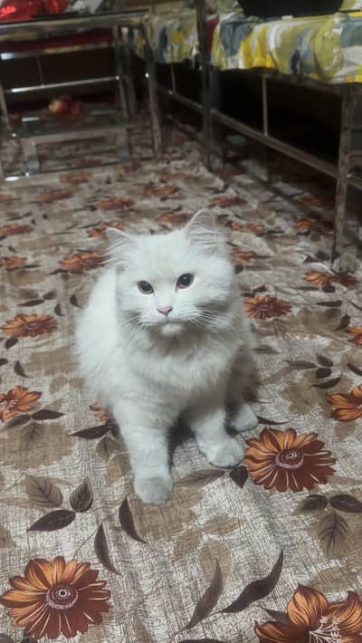 Persian Cat for Sale