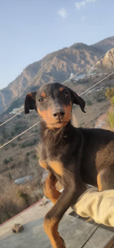 Doberman Male puppy