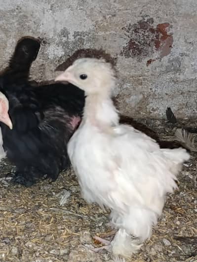Bantam white, black 1 month+