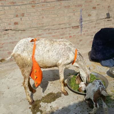 pure makhi chinni goat