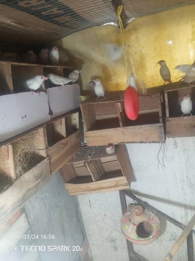 all pairs active and healthy. . nail tail all is ok