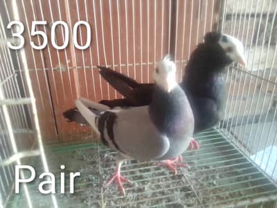 Mukhi Pigeons