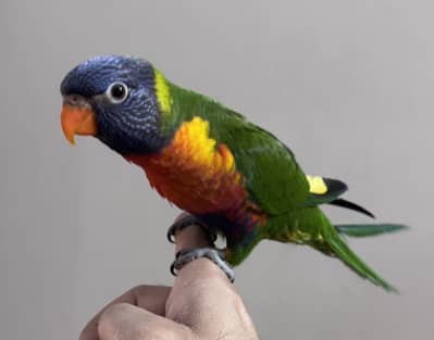 Swainson lorry hand tame