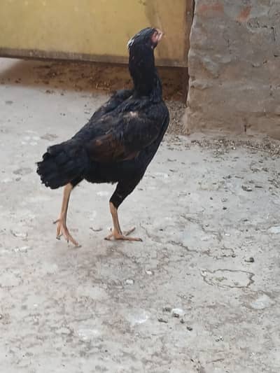 kurk murgi aseel thikri for sale