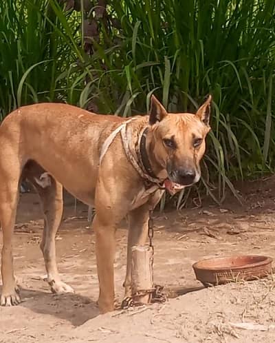 Bully gilterya dog 1.5 years age 27 inch hight