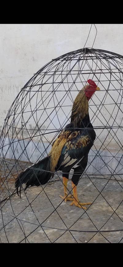 aseel meywale aseel jawa