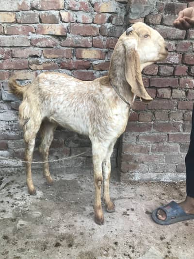 Pure makhi chani 3 pairs for sale