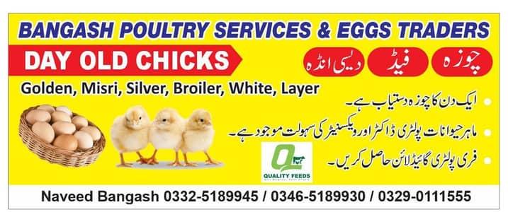chicks | choza | Golden | Misri | Australop | Broiler | Hen